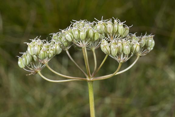 perideridia parishii ssp latifolia 5 graphic